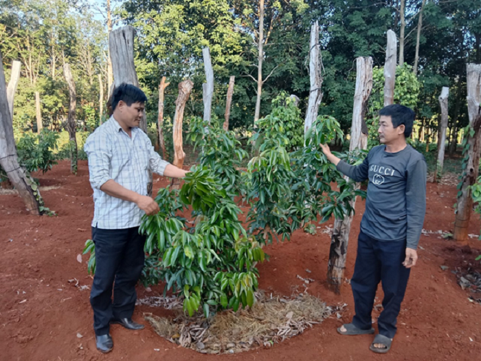 Chi hội trưởng Chi hội nông dân gương mẫu ở Cư A Mung